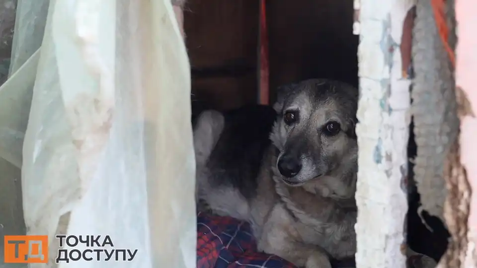 коли у Кропивницькому побудують комунальний притулок для тварин