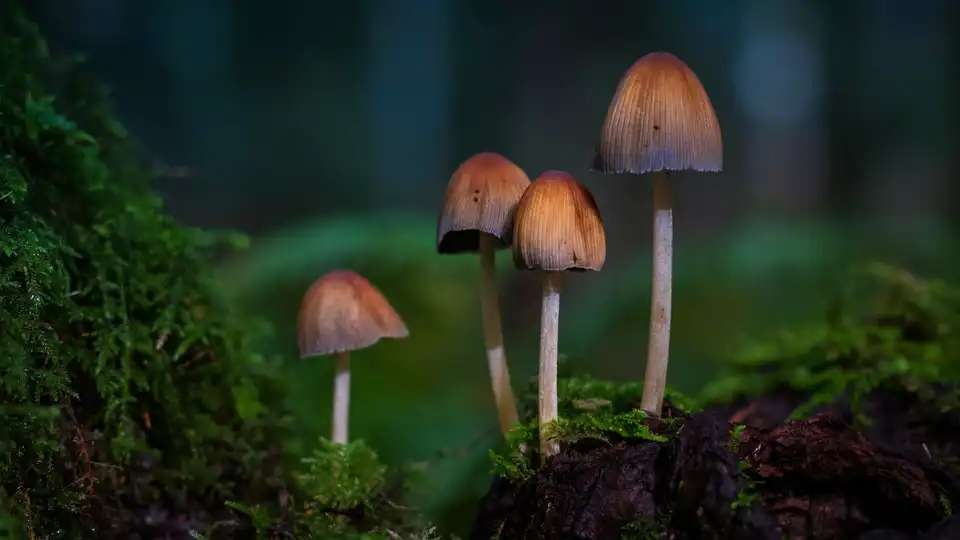 отруєння дикорослими грибами