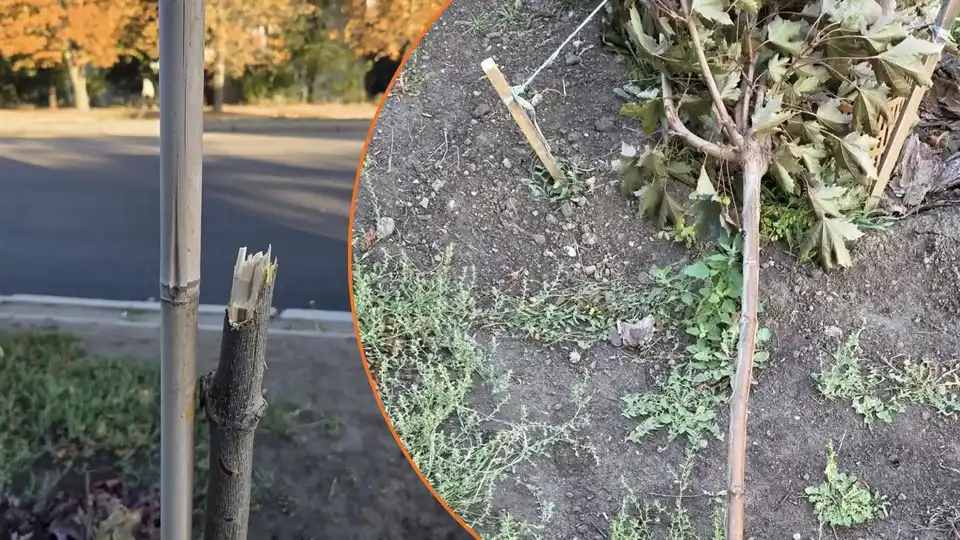 Невідомі зламали клен на вулиці Соборній у Кропивницькому