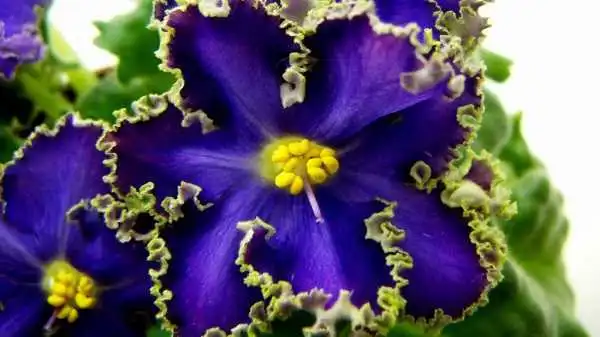 На Кіровоградщині відбудеться виставка українських та зарубіжних фіалок