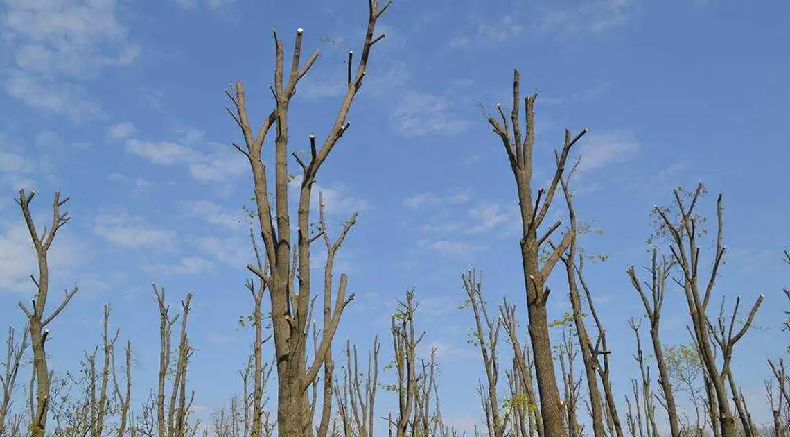 У Кропивницькому активісти подали скаргу до екоінспекції за сотні понівечених дерев(ФОТО) фото 1