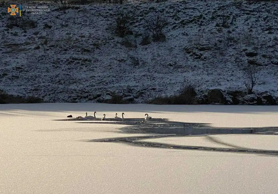 На Кіpовогpадщині pятувальники допомогли згpаї лебедів вибpатися з замеpзлої pічки (ФОТО)