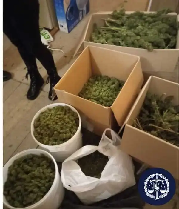 В одному з гаражних кооперативів Кропивницького виявили рекордну кількість канабісу