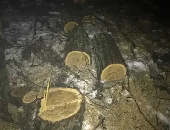 В лісосмузі на Кіровоградщині незаконно вирубали дерев на 60 тисяч гривень фото 1