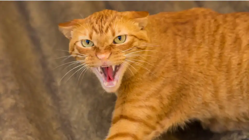 скажений кіт