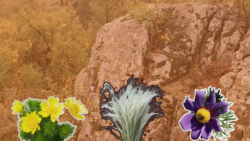 цілинний кам’яний степ із червонокнижними рослинами