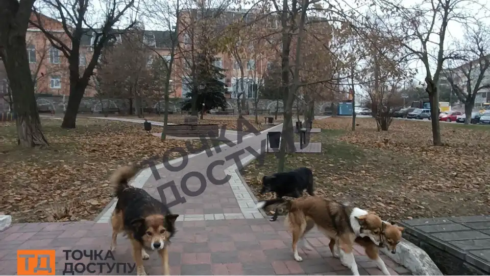 Зграя бродячих собак у центрі Кропивницького