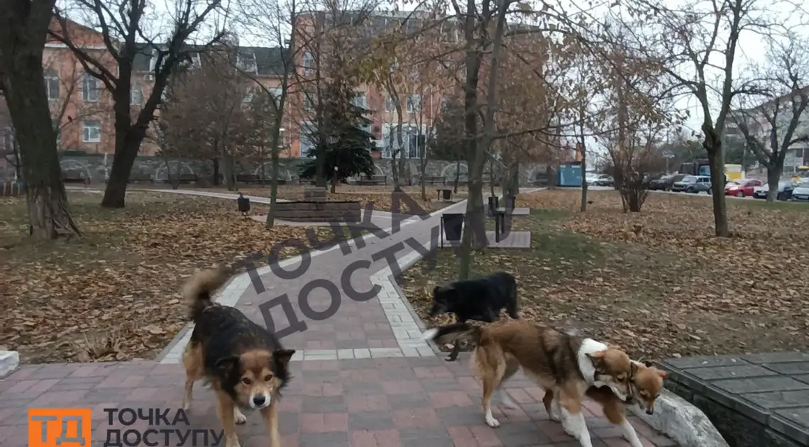 Зграя бродячих собак у центрі Кропивницького