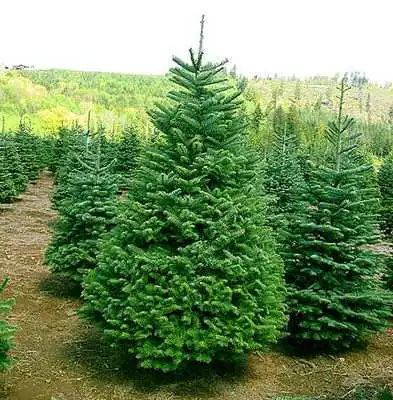 Скільки коштуватимуть ялинки у Кіровограді? фото 1