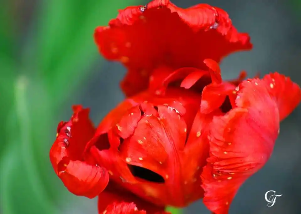 Жителів Кіровоградщини запрошують взяти участь в онлайн-фотовиставці "Весна-2020"