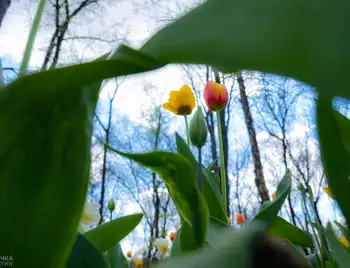 Місто тюльпанів: у Кропивницькому розквітло понад 3 мільйони квітів (ФОТОРЕПОРТАЖ) фото 1