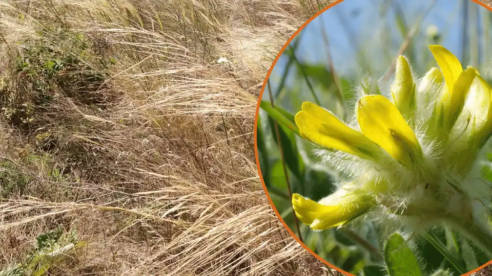 цілинний степ