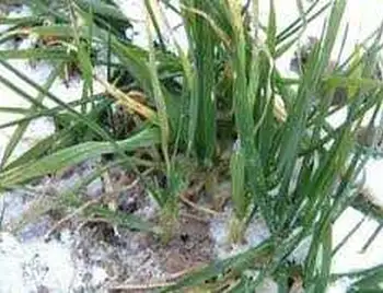 На Кіровоградщині більшість   посівів озимої пшениці знаходиться в незадовільному стані фото 1