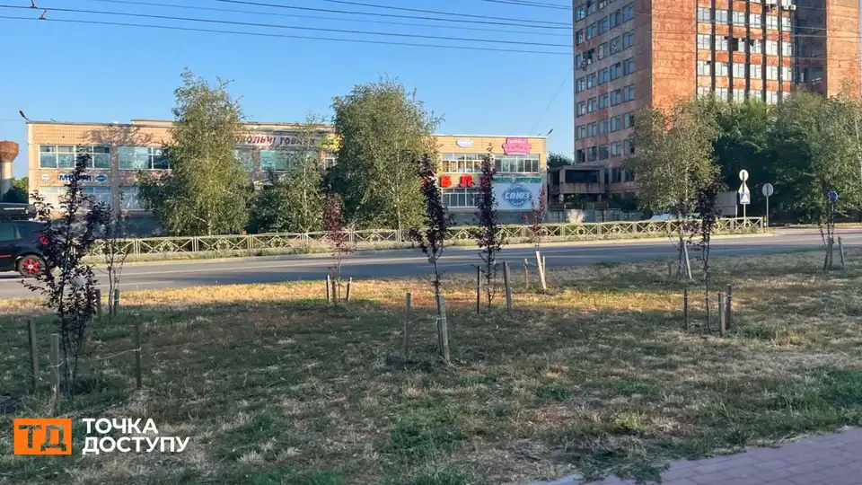 “Здорові всі”: у Кропивницькому перевірили дерева, висаджені на Алеї Героїв