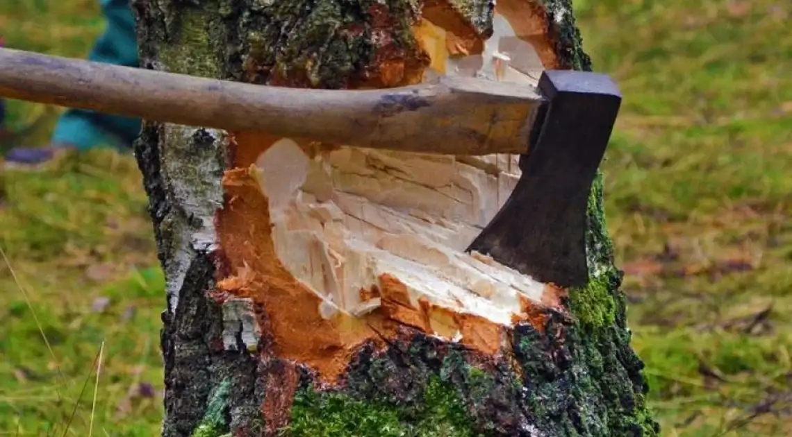 Трьом жителям Кіровоградської області повідомили про підозру у незаконній порубці дерев