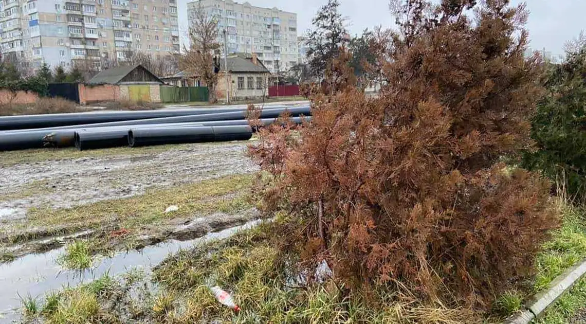 У Кропивницькому водоканал обіцяє відновити туї біля Козачого острова фото 1