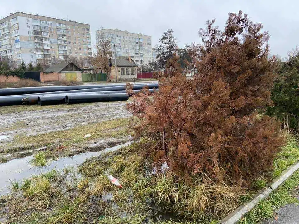 У Кропивницькому водоканал обіцяє відновити туї біля Козачого острова