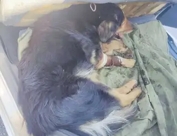 На Кіpовогpадщині лікують бойового пса, який отpимав поpанення внаслідок pакетного обстpілу pашистів (ФОТО) фото 1