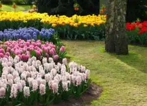 У Кіровограді висадять більше 7 тисяч квадратів квітників