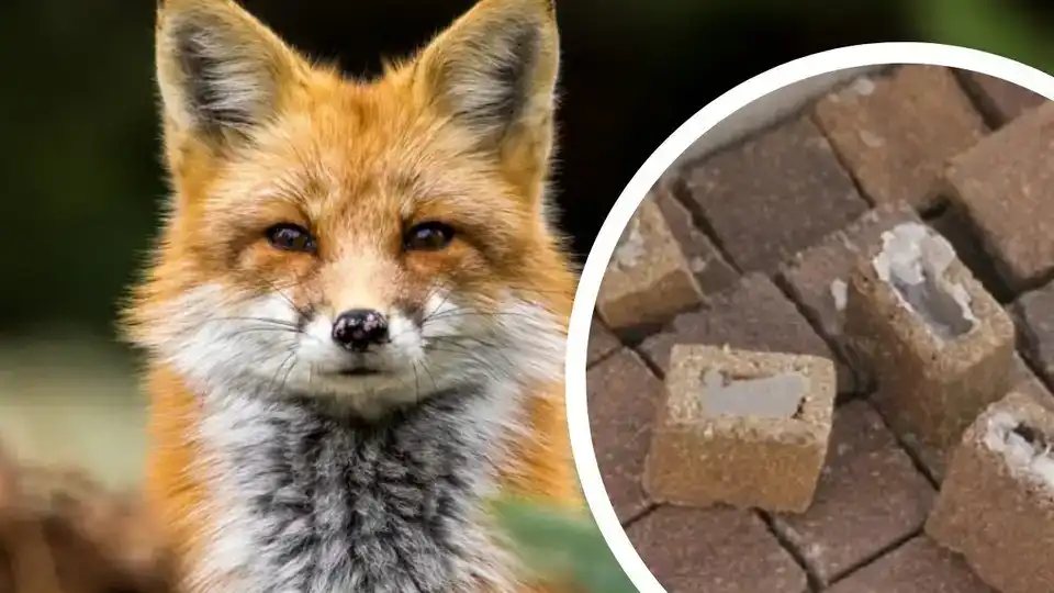 кампанія проти сказу