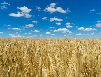 Голова ОДА розповів, яких цін на хліб варто очікувати на Кіровоградщині (ФОТО) фото 1