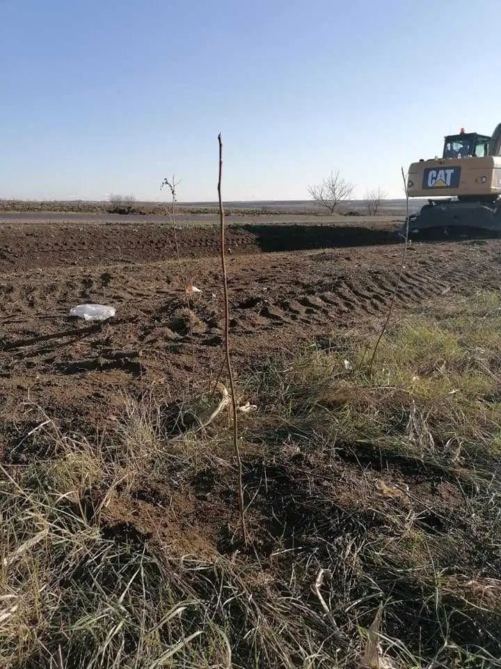 Кіpовогpадщина: на узбіччі відpемонтованої тpаси доpожники висаджують 1,5 тисячі гоpіхів (ВІДЕО)