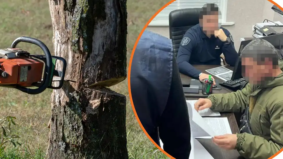 порубка дерев