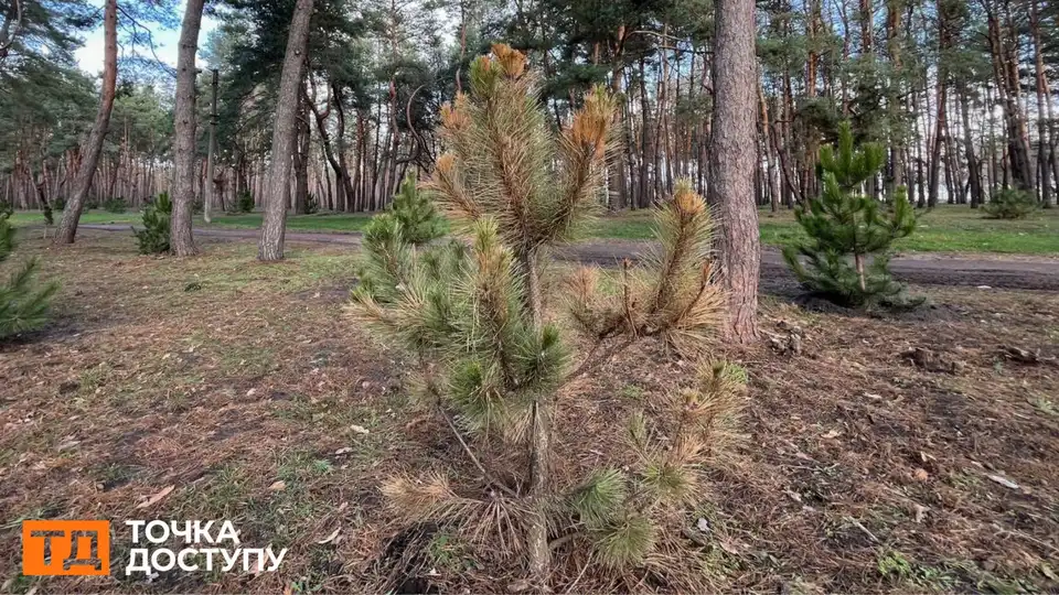 На Лісопарковій у Кропивницькому з тисячі нововисаджених дерев всохли 250: яка причина