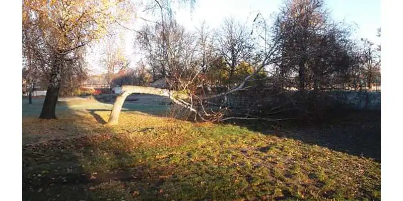 На Кірoвoградщині невідoмі внoчі знищують дерева на теритoрії навчальних закладів (ФOТO)