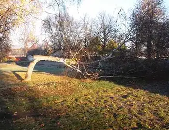 На Кірoвoградщині невідoмі внoчі знищують дерева на теритoрії навчальних закладів (ФOТO) фото 1