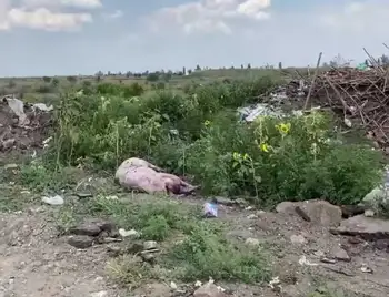 Медичні відходи і трупи свиней: у Новоукраїнці на сміттєзвалищі виявили небезпечний непотріб (ВІДЕО) фото 1