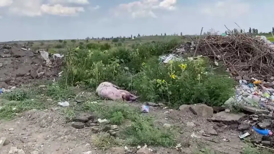 Медичні відходи і трупи свиней: у Новоукраїнці на сміттєзвалищі виявили небезпечний непотріб (ВІДЕО)
