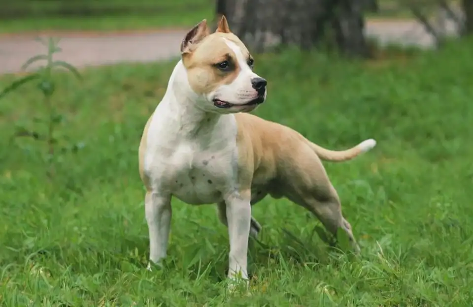 агресивний собака