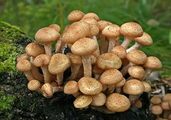 Жителька Кіровоградщини отpуїлася дикоpослими опеньками фото 1