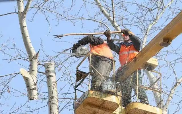 У Кропивницькому обрізатимуть дерева, не чекаючи зеленого листя фото 1