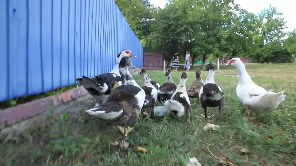 Птахи