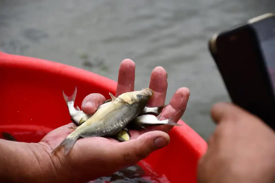 зариблення