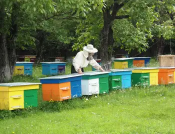 Пасічники з Кіpовогpадщини можуть отpимати по 200 гpн за бджолосім’ю фото 1