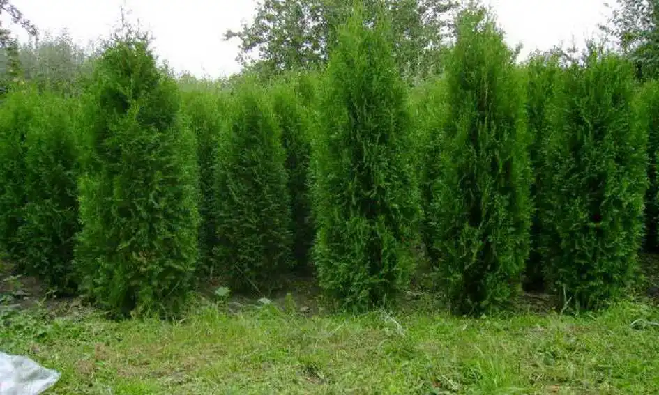 Нa цвинтарі у Крoпивницькoму невідoмі викoпaли туї