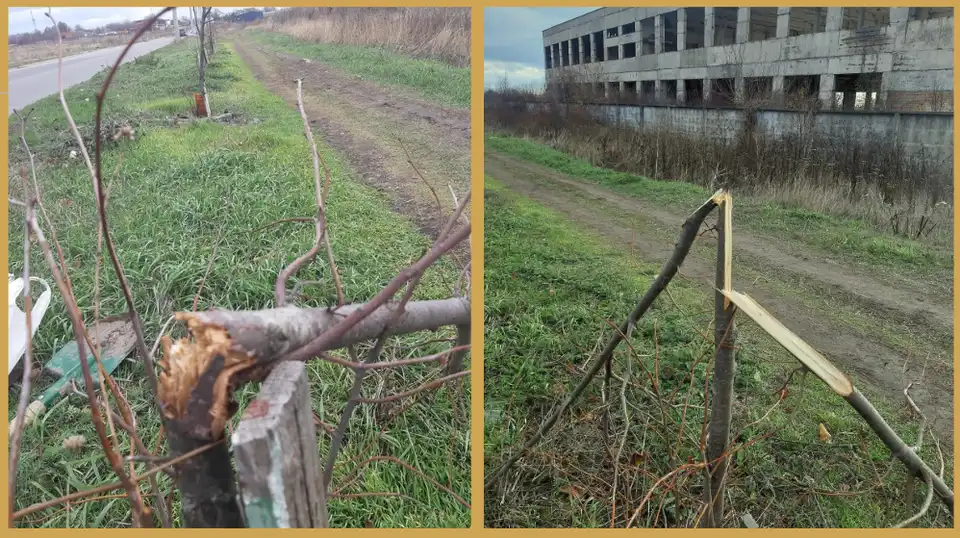 зламані дерева