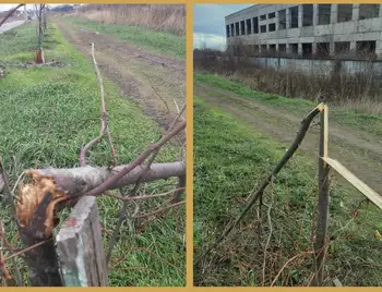 зламані дерева