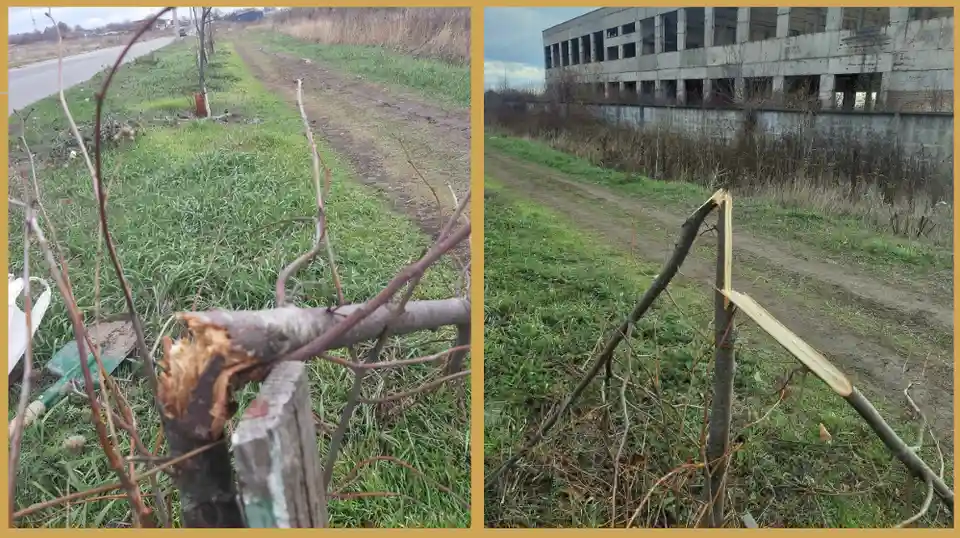 зламані дерева