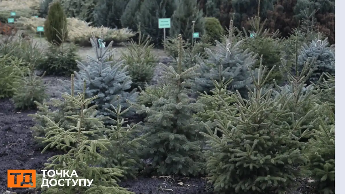 Скільки ялинок продали на Кіровоградщині
