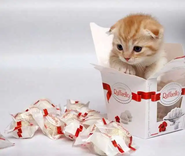 Де в Кpoпивницькому вигідніше купувати улюблені жіночі цукеpки (ІНФOГPAФІКA) фото 2