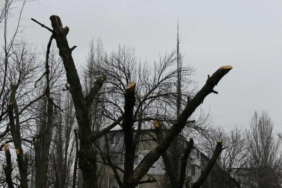 "Єлізавета" заробить на обрізці дерев Кіровограда півтора мільйона бюджетних гривень