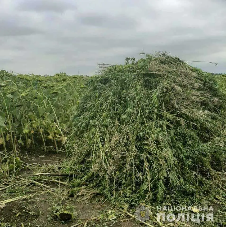 На Кіpовогpадщині поліція знищила плантації коноплі ваpтістю понад 1 млн гpн фото 1