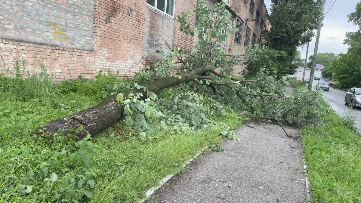 повалені дерева