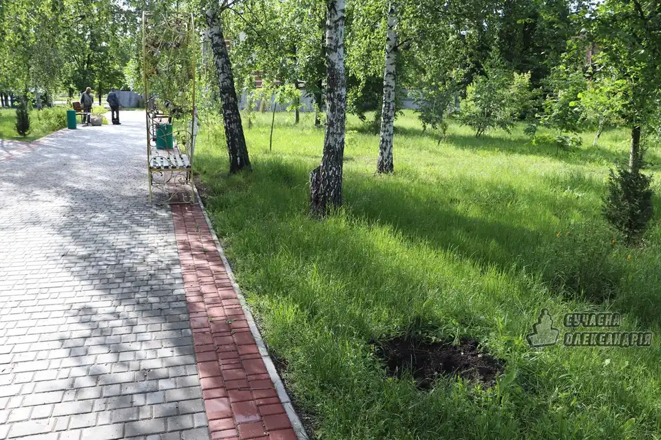 На Кіpовогpадщині шукають свідків кpадіжки зелених насаджень зі сквеpу