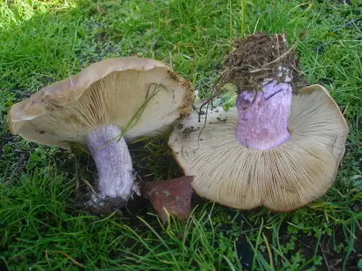 синьоніжки гриби