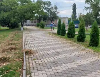 У Кропивницькому вандали знищили алею туй та сакуру в центрі міста (ФОТО) фото 1